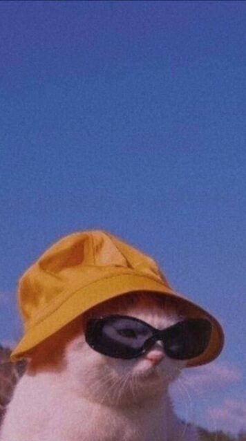 รูปภาพ รูปโปรไฟล์แมว น่ารักๆ