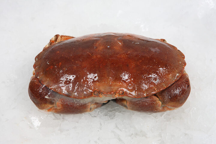 ปูขนมปัง Brown Crab (Cancer Pagurus)