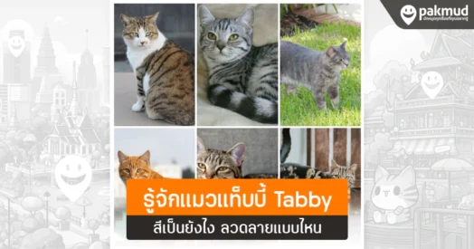 แมวแท็บบี้ Tabby